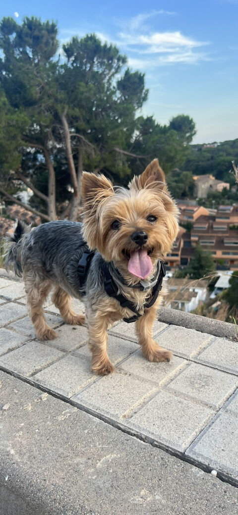 PÍA