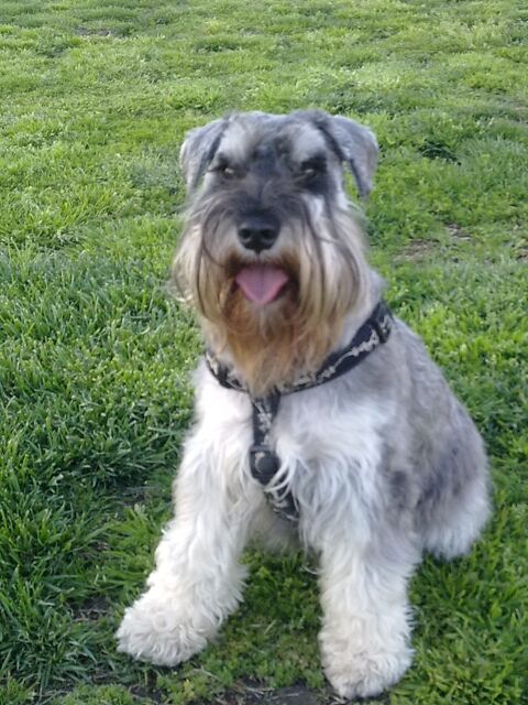 PIPO 