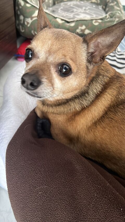 PIZARRIN