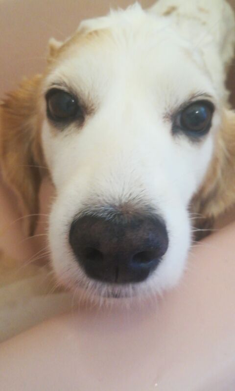 PRINCESITA