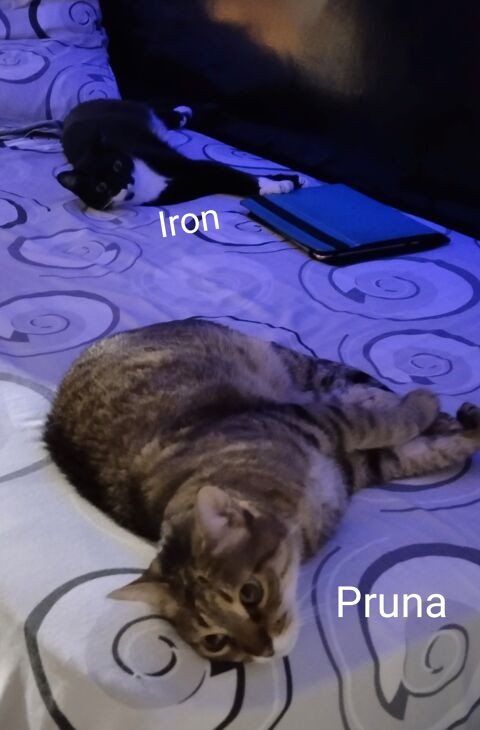 PRUNA