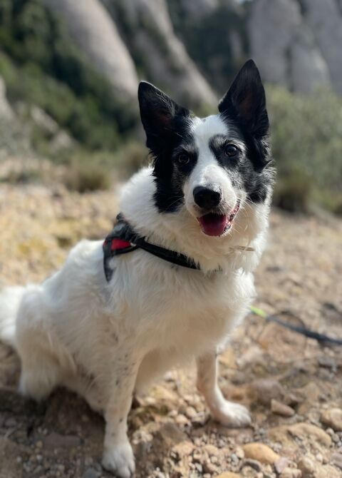 PÚA