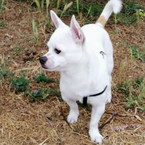 REX