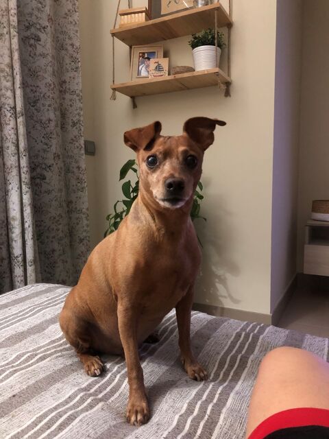 RINGO