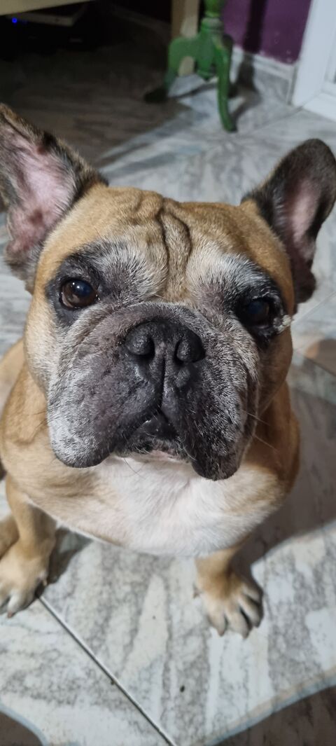 SIMBA