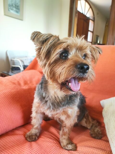 THOR