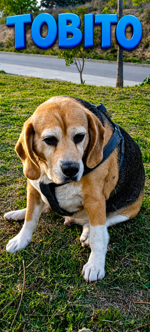 TOBI