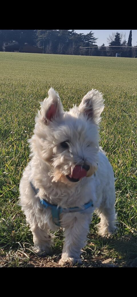 TOBY