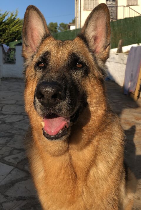 TURK