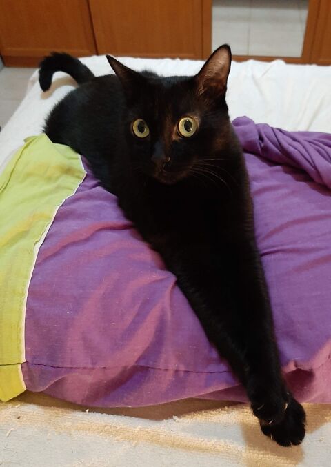 WILSON