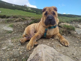 XINA