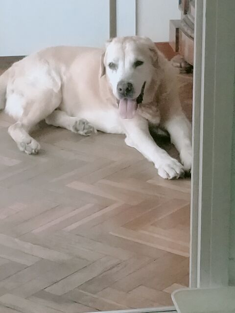 XULU