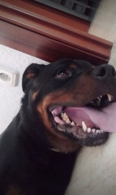YANKO