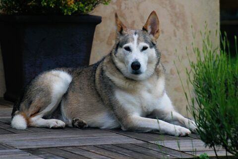 YENA