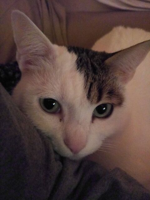 YUKI