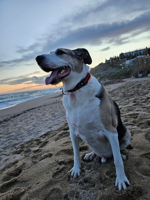 ZEUS