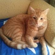 00e8f-d659b-simba.jpg