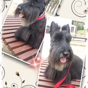 05a51-10ec1-inu.jpg