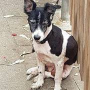 07382-d96d6-blacky_opt.jpg