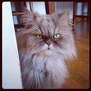 0775a-761db-lola_opt.jpg