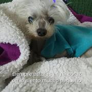 1355b-2d4e3-puppy.jpg