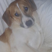 1ab25-ec03b-rsz_rocky.jpg
