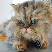 20864-BOLIBU.jpg