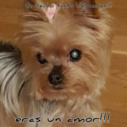 22e39-dbebd-candy_opt.png