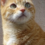 29b53-RICKY-13-12.jpg
