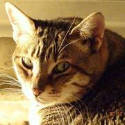2e1c9-13f20-asha_opt.jpg