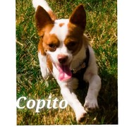 COPITO - 3100d-COPITO3.jpg