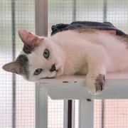 410fa-KITTY-31-03.jpg