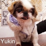 4444d-YUKIN.jpg