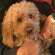 47621-TOBY2.jpg