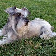495c0-1a8c3-rocko_opt.jpg