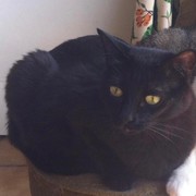 51209-a50a8-negrita.jpeg