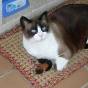 52316-538d2-kuki.jpg