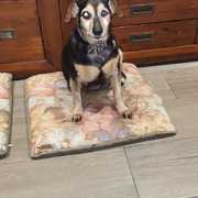 57f99-d8260-tobi.jpg