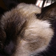591da-cd47b-simba.jpg
