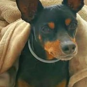 61923-PANCHO2.jpg