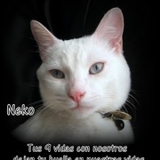 655d9-0f4bb-neko.jpg