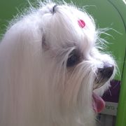 71e8b-df662-balu-pelu-22.jpg