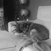 77d87-199d1-fido_opt.jpg