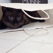 784e9-0c884-brownie.jpg