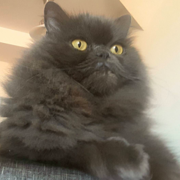 7c78e-46066-justin_opt.png