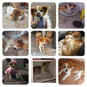 7d4b9-LOBA-30-05-22.jpeg