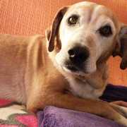 7ee3b-77413-toby.jpg