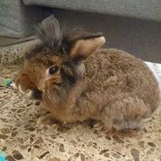 806cb-87974-cookie_opt.jpg