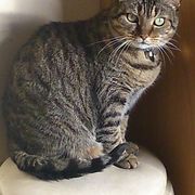 84751-72be4-chuski_opt.jpg