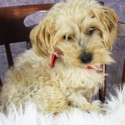 90473-9b6f5-charlie.jpg
